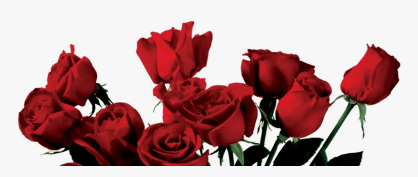 Transparent Rose Clipart - Aesthetic Red Rose Png, Png Download, Free Download