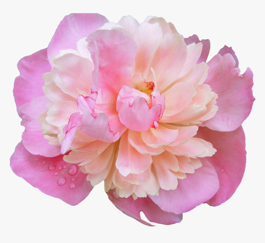 Peony Png, Transparent Png, Free Download