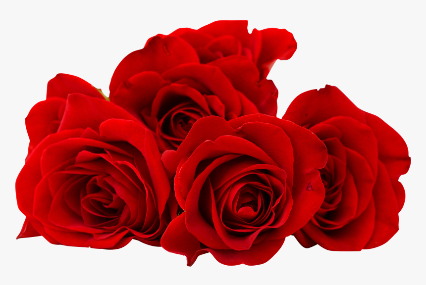 Red Rose Flower Png Image Free Download Searchpng - Red Rose Flower Png, Transparent Png, Free Download