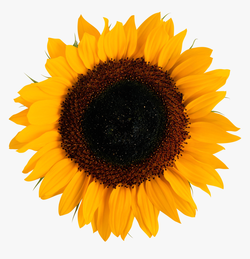 Sunflower Png, Transparent Png, Free Download