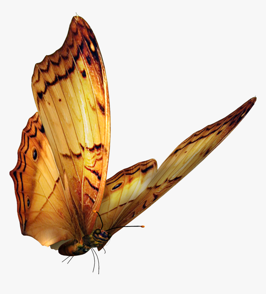 Прозрачная бабочка пнг. Красивые бабочки на прозрачном фоне. Бабочки для фотошопа. Бабочка без фона. Бабочки летают.
