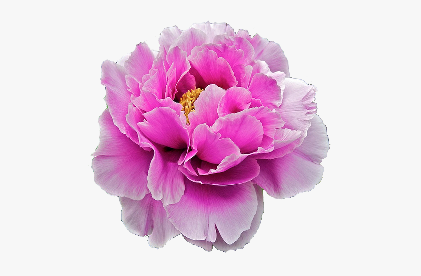 Flower Png Tumblr Flowers - Peonia Png, Transparent Png, Free Download