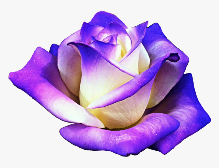 Purple Rose Clipart Png Format - Clip Art Of Purple Rose, Transparent Png, Free Download