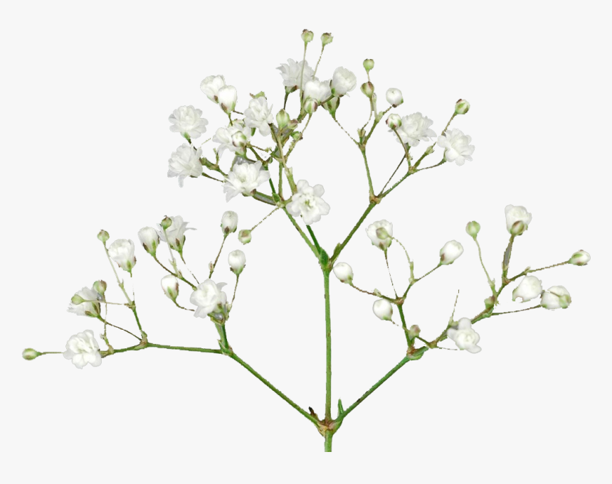 Baby"s Breath Flowers Png Free Pic - Baby Breath Flower Png, Transparent Png, Free Download