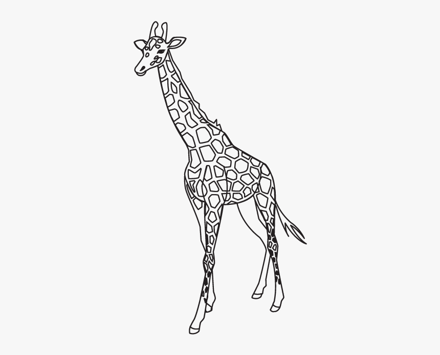 Giraffe Outline Template Lion Pattern - Giraffe Outline Transparent, HD Png Download, Free Download