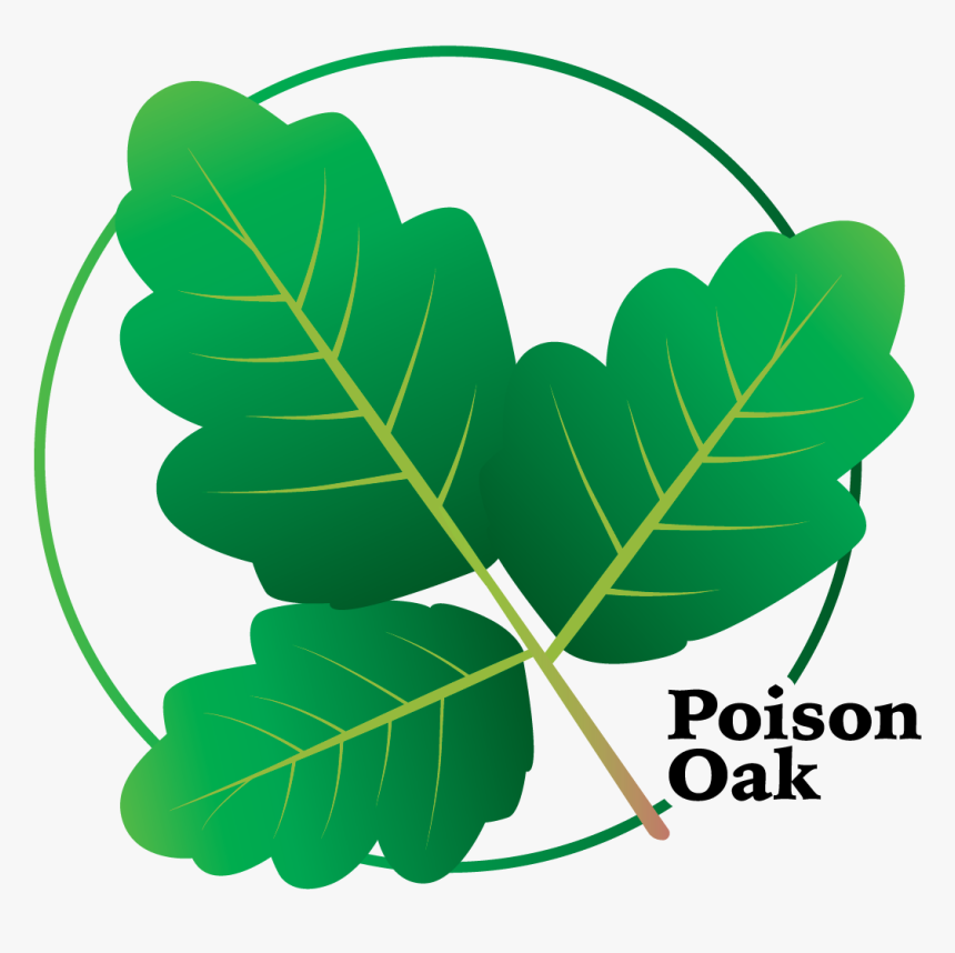 Poison Oak Clipart, HD Png Download, Free Download