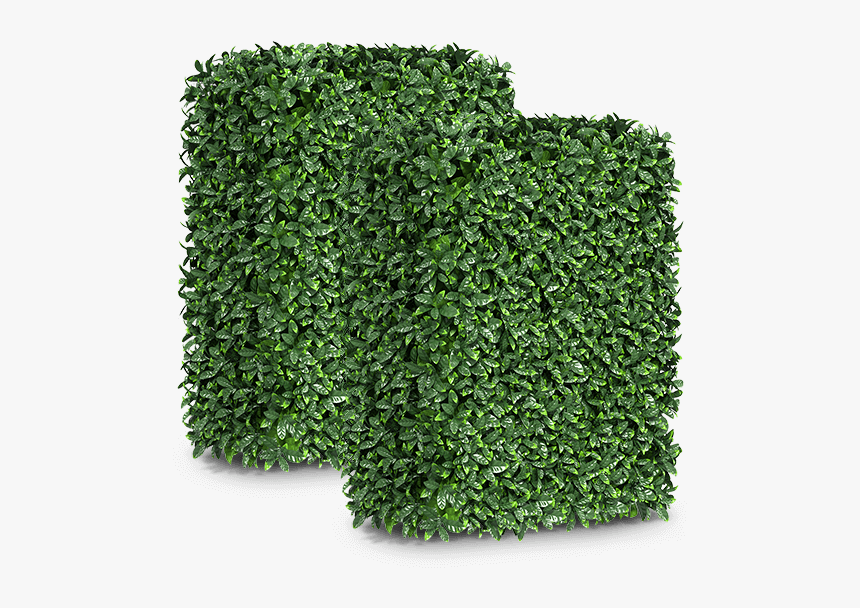 Hedge, HD Png Download, Free Download