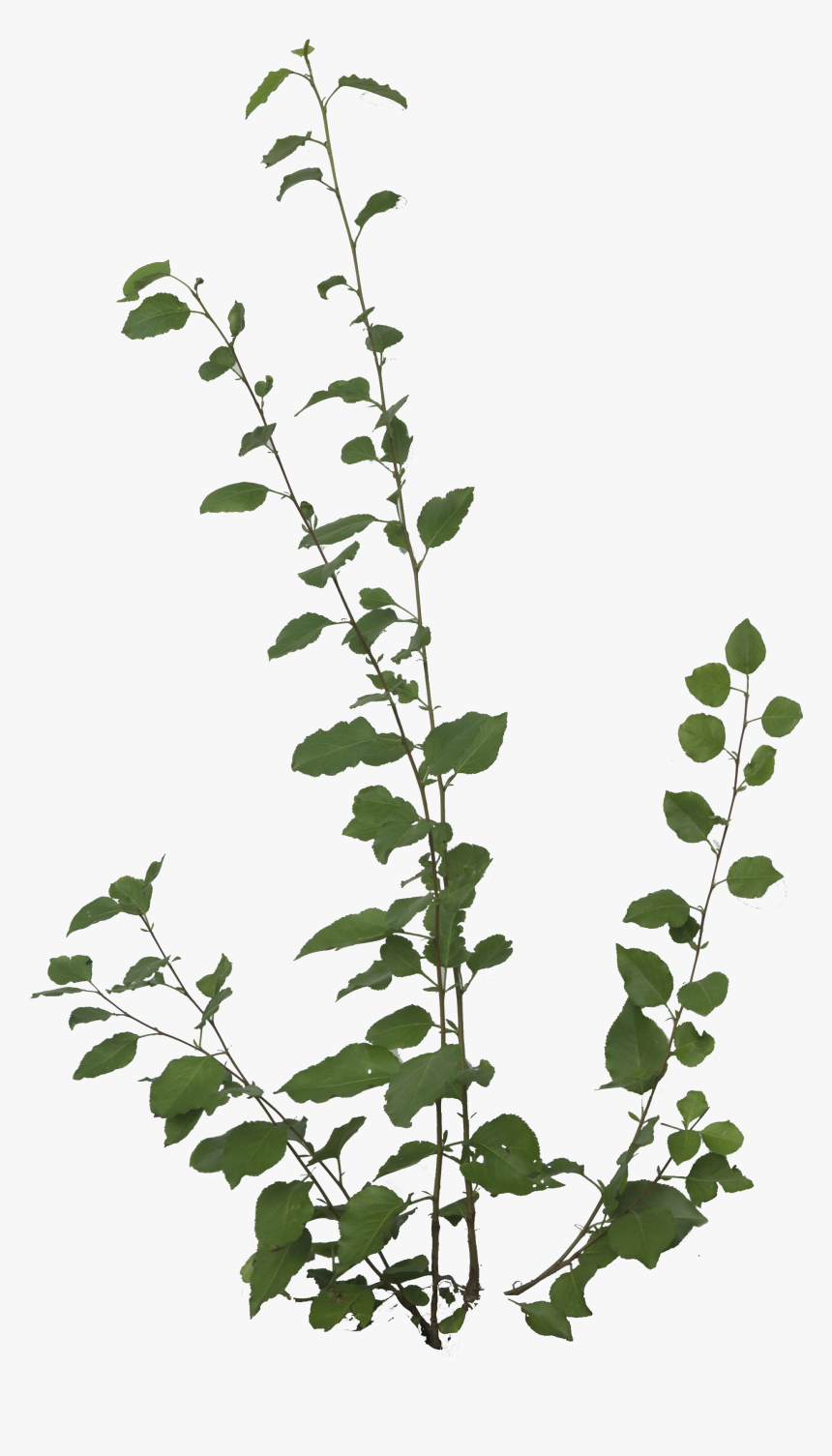 Preview - Foliage Png, Transparent Png, Free Download