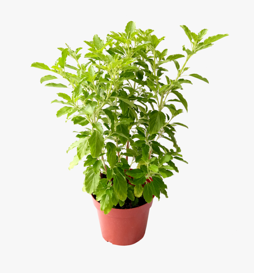 Holy Basil Png Images Transparent Background - Transparent Tulsi Plant Png, Png Download, Free Download