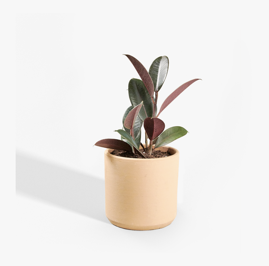 Flowerpot, HD Png Download, Free Download