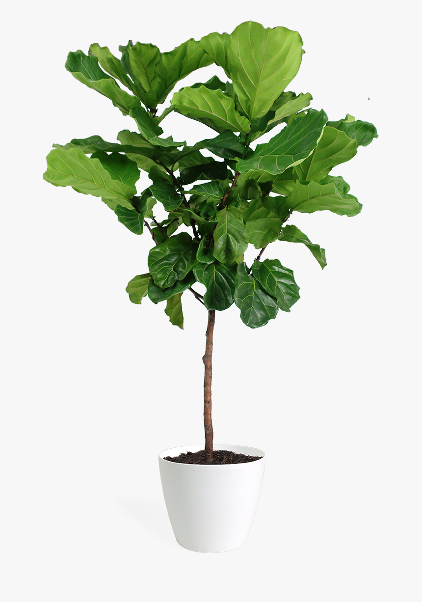 Plant Png Files, Transparent Png, Free Download