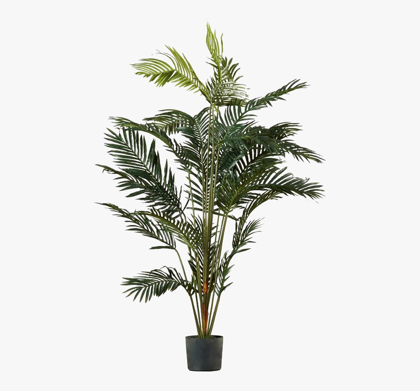 Palm Tree Png Image Transparent - Transparent Palm Plant Png, Png Download, Free Download