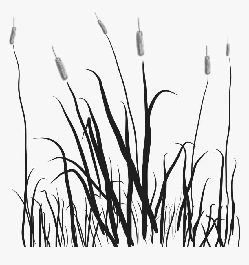 Marsh Cattail Clip Art - Cat Tail Plant Png, Transparent Png, Free Download