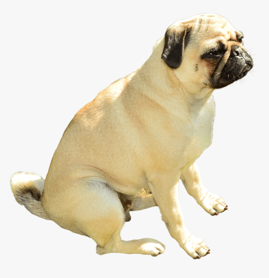 Pug - Transparent Background Pug Png, Png Download, Free Download