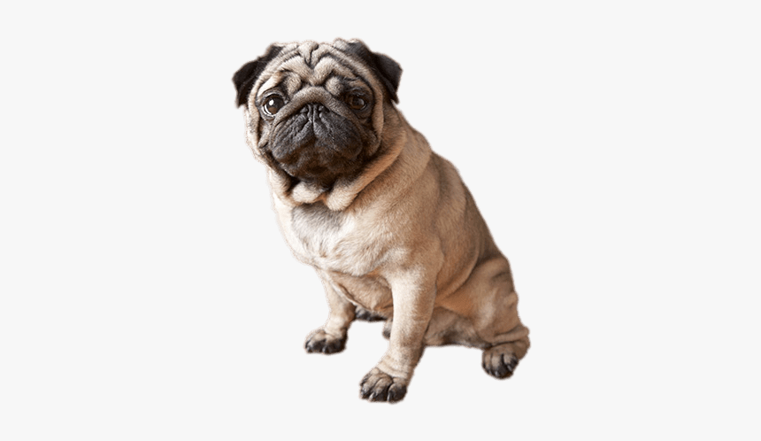 Sitting Pug - Weeping Dog, HD Png Download, Free Download
