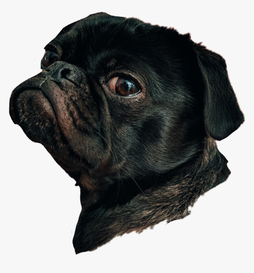 #dog #dogface #doghead #animal #pet - Dog Head Png, Transparent Png, Free Download