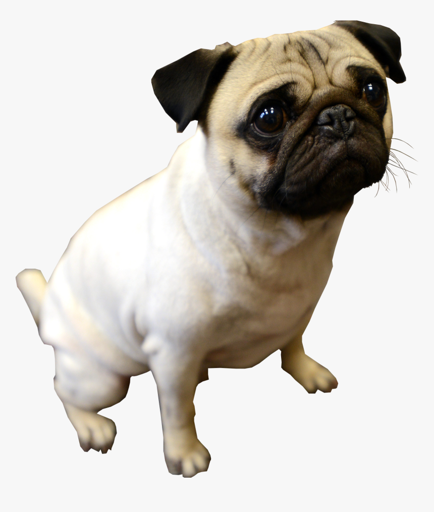 Puppy Pug Transparent Background Dog - Pug Dog No Background, HD Png Download, Free Download