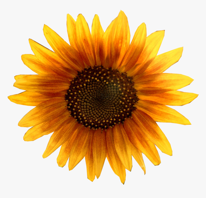 Common Sunflower Pixel Xcf - Clipart Sunflower, HD Png Download, Free Download