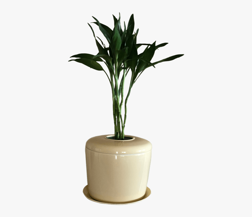 Houseplant, HD Png Download, Free Download