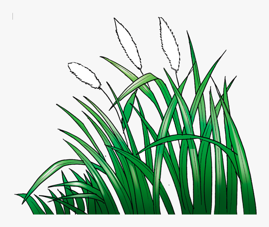 Lawn Cogon Grass Animation Sketch - Cogon Grass Png, Transparent Png, Free Download