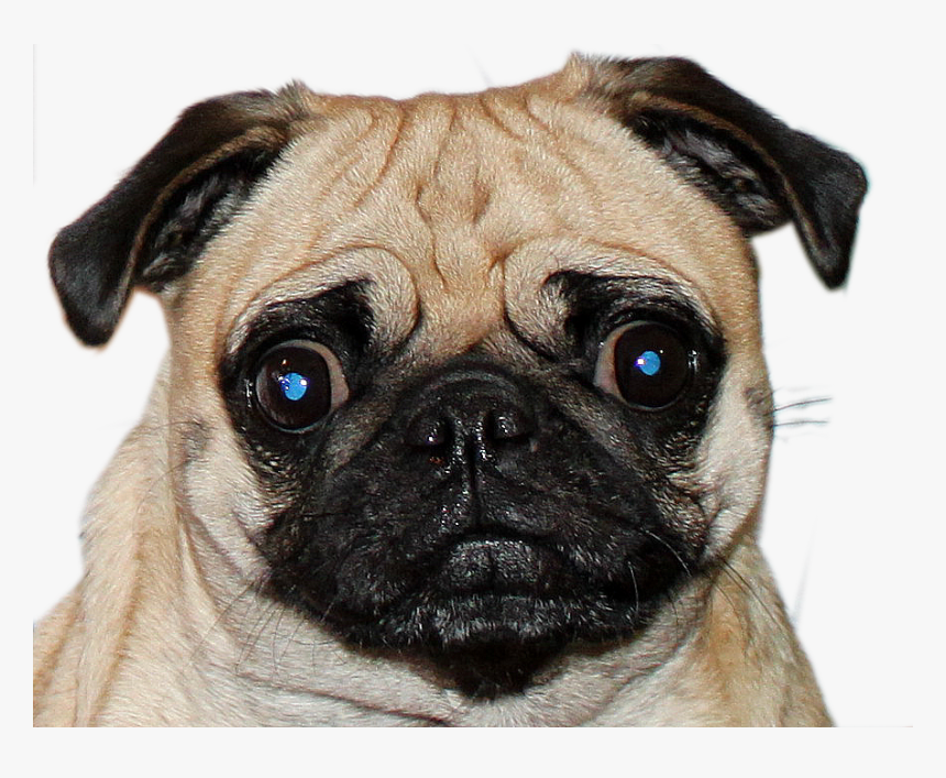 Pug, HD Png Download, Free Download