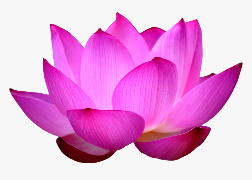 Blue Lotus Png - Lotus Flower Png, Transparent Png, Free Download