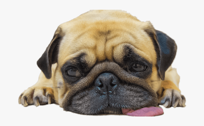 Worn Out Pug - Teacher First Week Of School Meme, HD Png Download, Free Download