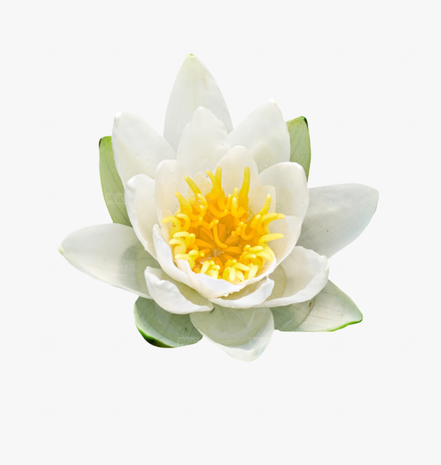 White Water Lily, HD Png Download, Free Download