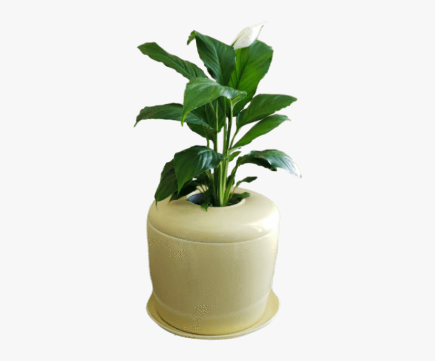 Houseplant, HD Png Download, Free Download