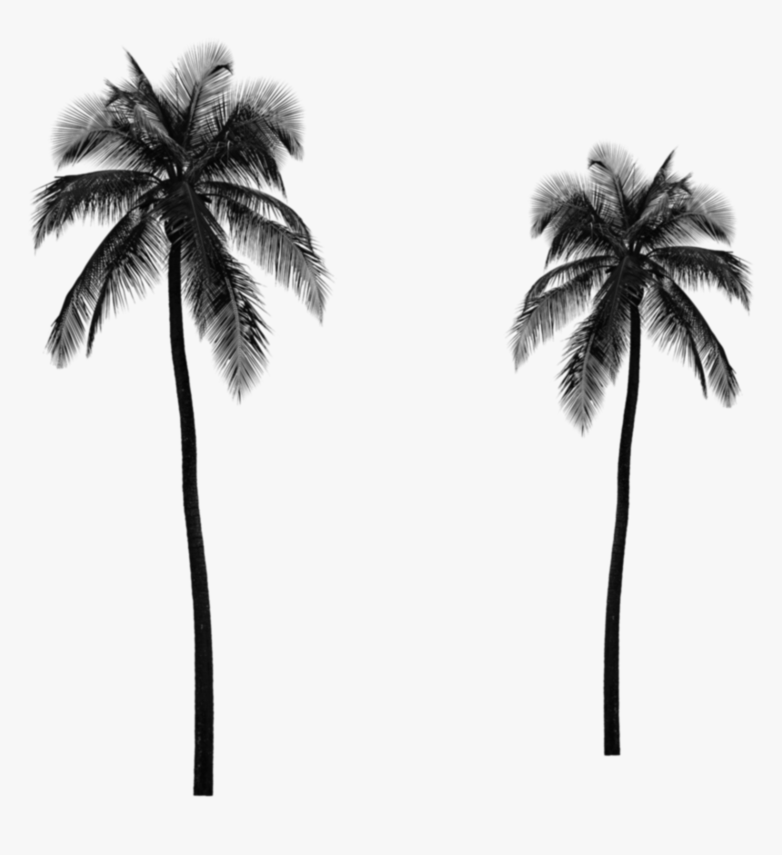 Clip Art Trees Png For - Palm Tree Tumblr Png, Transparent Png, Free Download