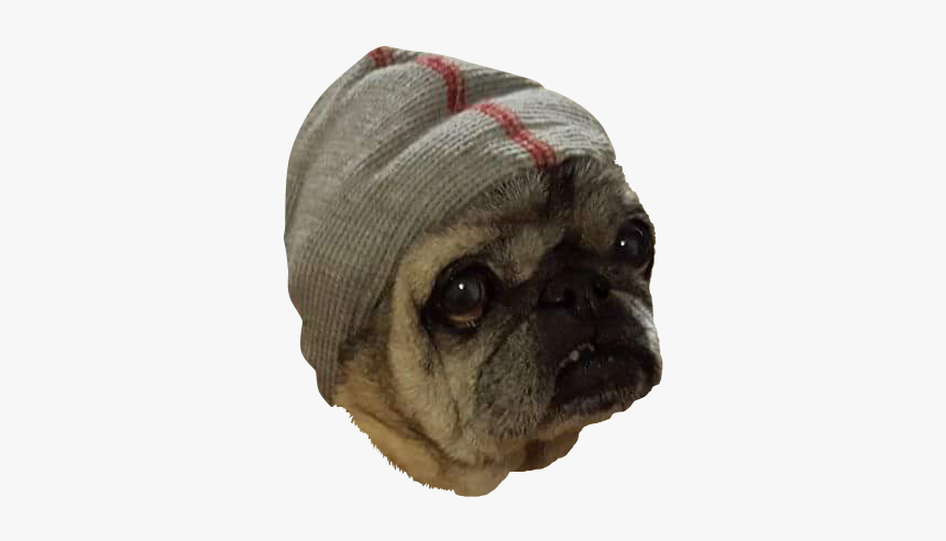 Pug, HD Png Download, Free Download