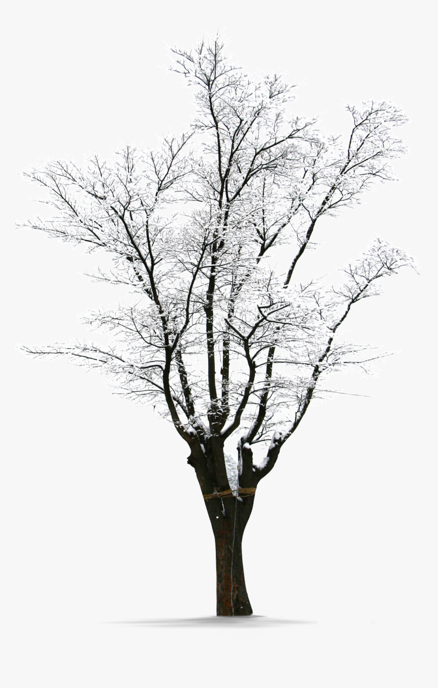 Winter Trees Snow Png Download Free Clipart - Winter Snow Tree Png, Transparent Png, Free Download