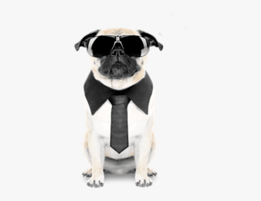 Yep Im A Pug - Cool Pug Png, Transparent Png, Free Download