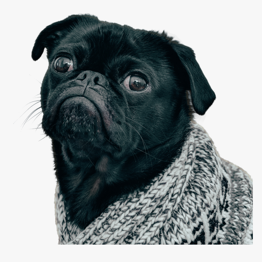 Clip Art Black Pug Dog - Black Pug Transparent Background, HD Png Download, Free Download