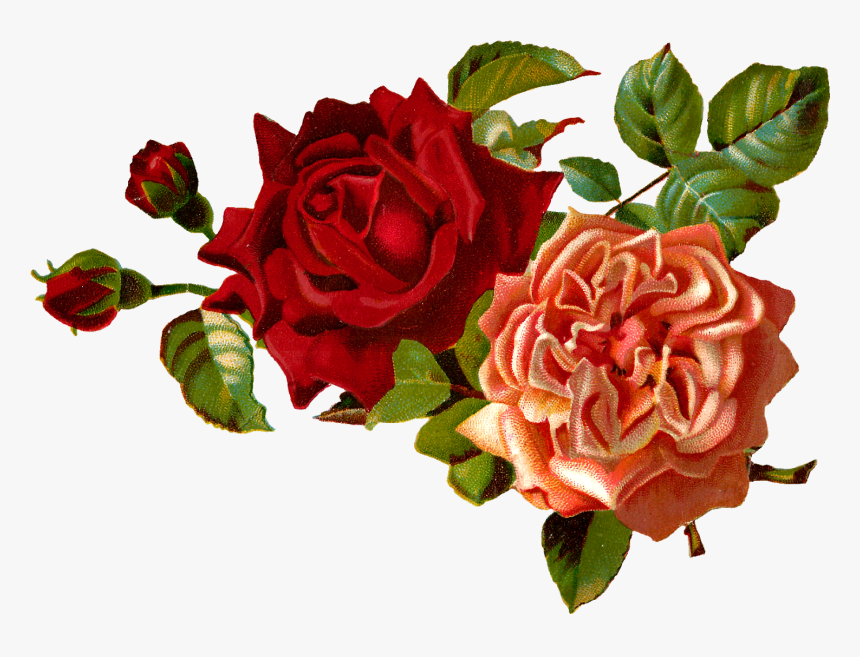 Stock Roses Digital Images - Red Flower Png Transparent, Png Download, Free Download