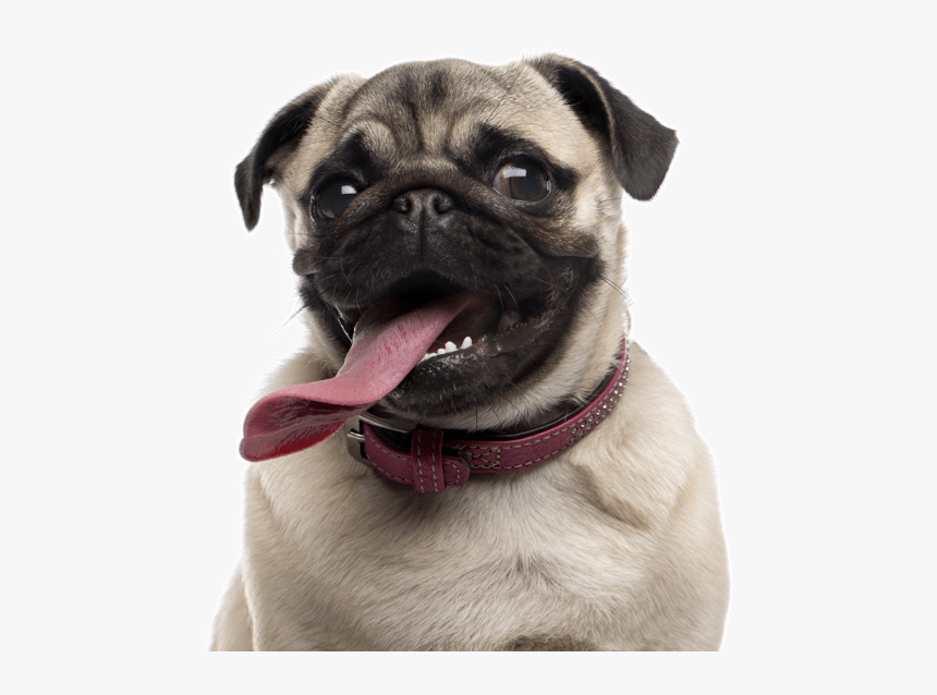 Pug, HD Png Download, Free Download