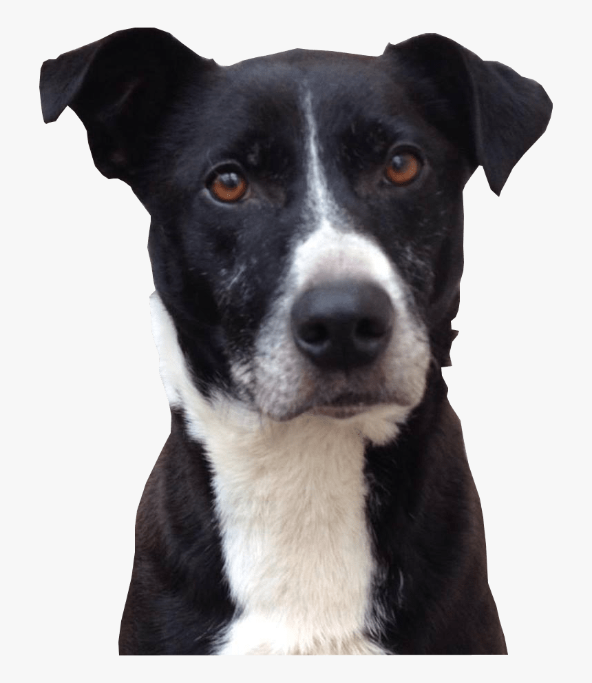 Dog Head Png - Black And White Dog White Background, Transparent Png, Free Download