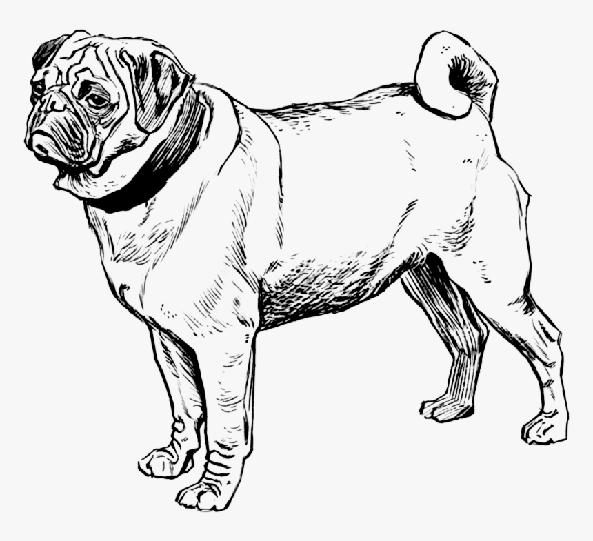 Transparent Black Pug Png - Pug Dogs Coloring Pages, Png Download, Free Download