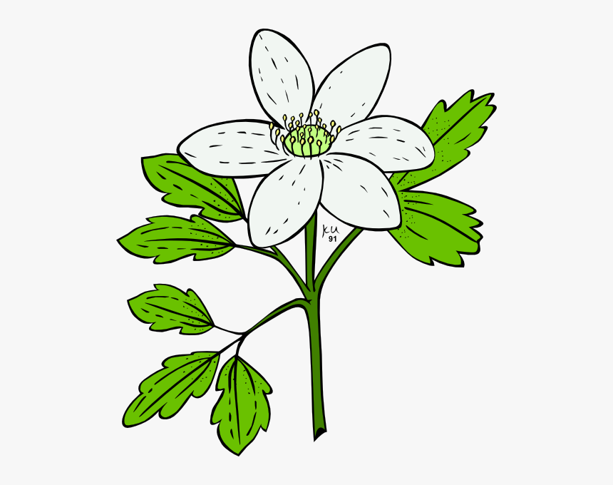Flowers Vector - Flower Of A Plant Clipart, HD Png Download, Free Download