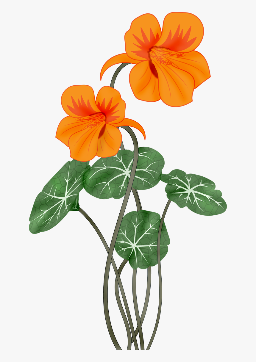 Flowers Vectors Png - Настурция Png, Transparent Png, Free Download