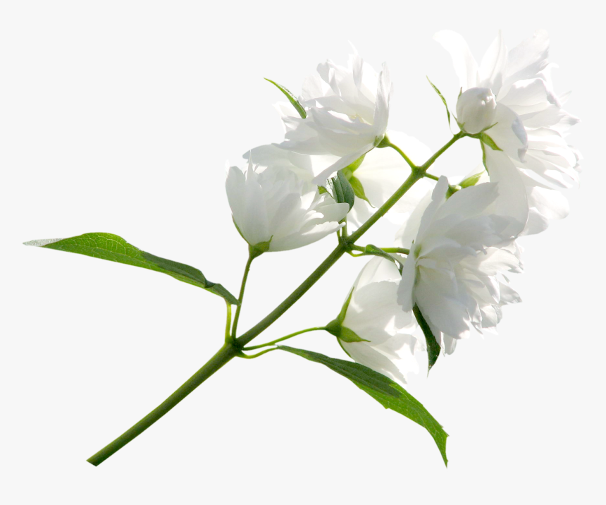 Flower White Clip Art - White Flowers Transparent Background, HD Png Download, Free Download