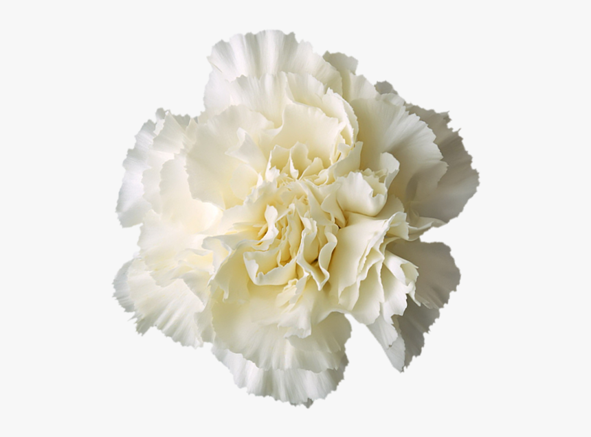 Carnation Boutonnière White - Carnation Flower White Png, Transparent Png, Free Download