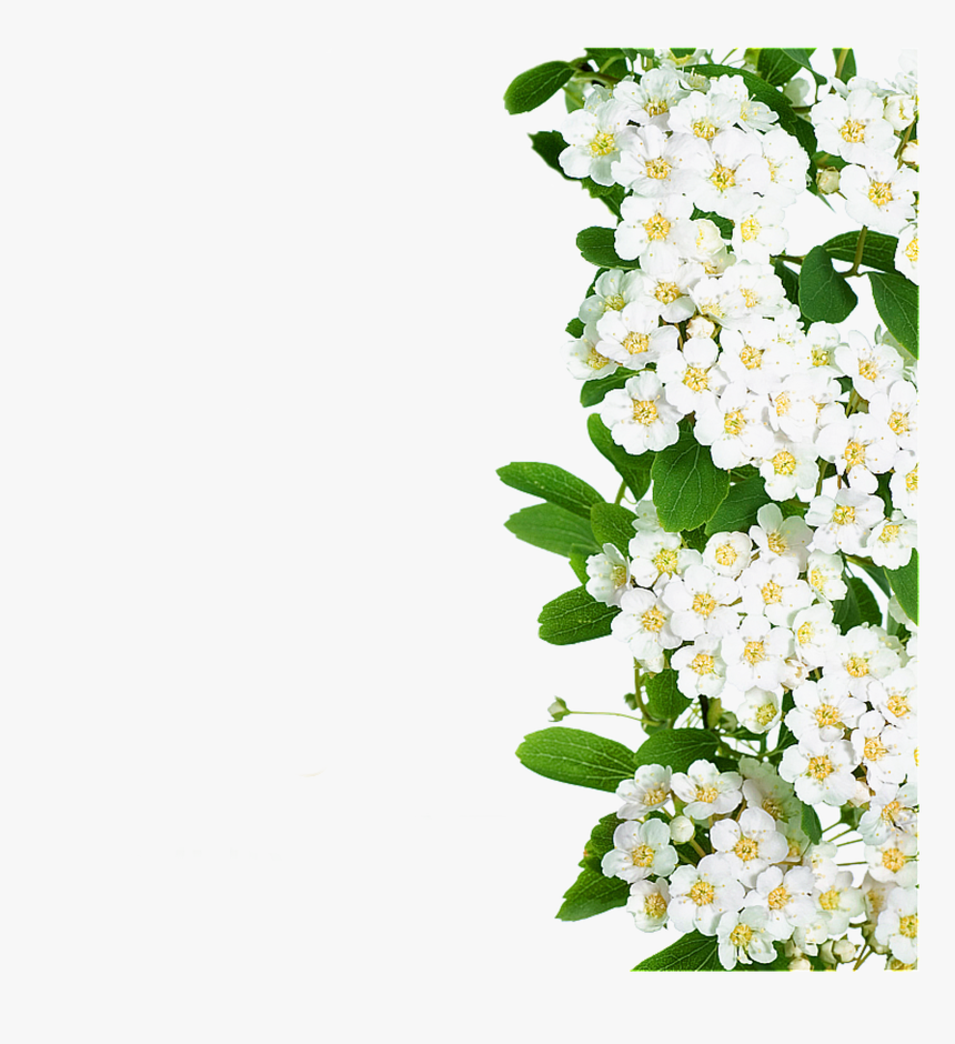 White Flowers Green Leaves Png Download - White Flower Border Png, Transparent Png, Free Download