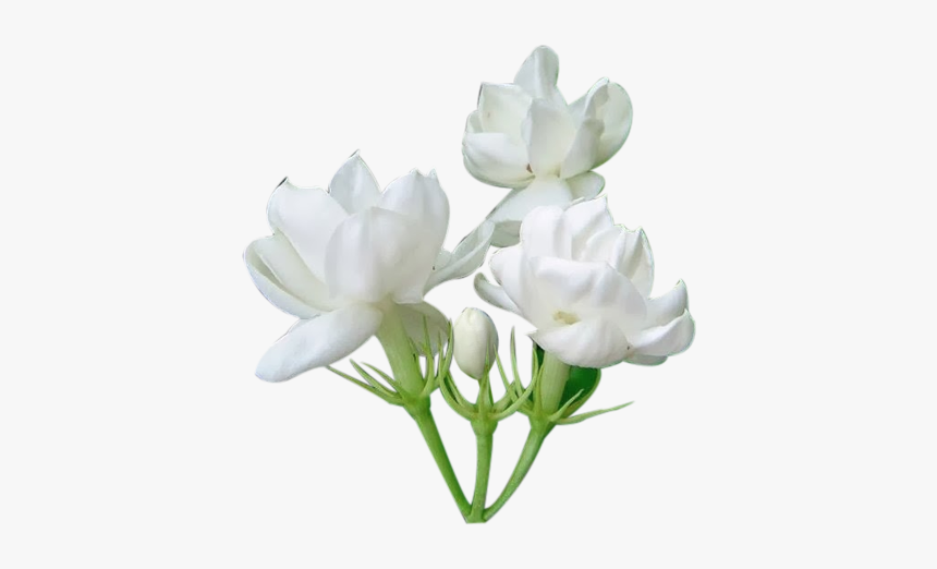 Mogra Flower Png - Jasmine Flower Png, Transparent Png, Free Download