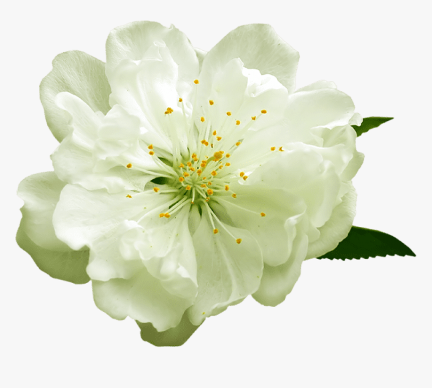 Free Png Download Transparent White Flower Png Images - Transparent Background White Flower Transparent, Png Download, Free Download