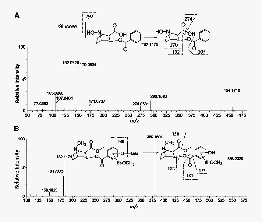 Structural Elucidation Of Novel Cocaine Metabolites - Cocaine Msms, HD Png Download, Free Download