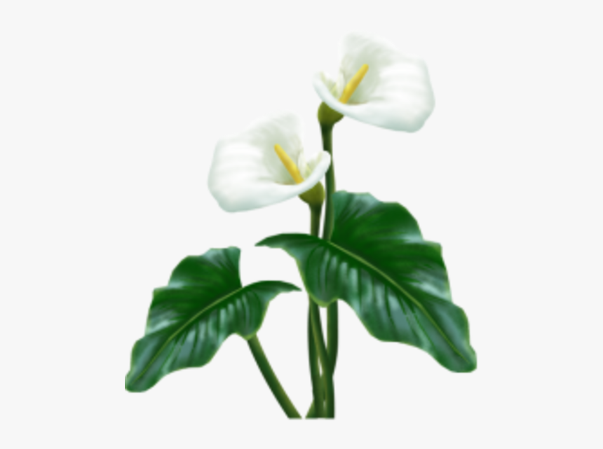 White Flower With Stem Png, Transparent Png, Free Download
