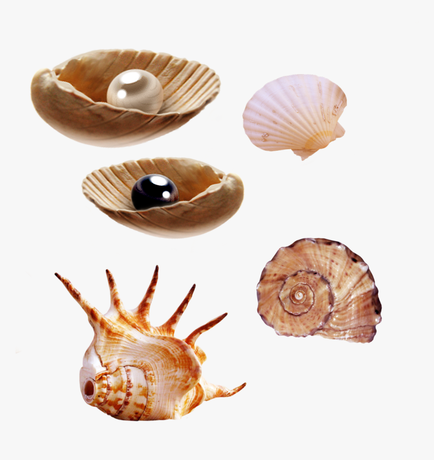 Sea Creatures Png By Pngimagesfree - Real Life Sea Animals, Transparent Png, Free Download