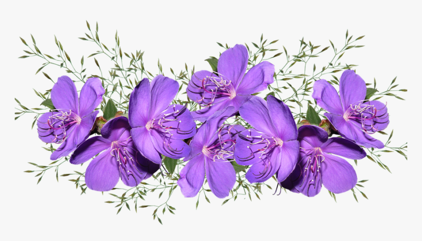 Purple Pink Flower Png, Transparent Png, Free Download