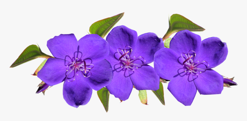 Purple, Flowers, Arrangement, Garden - Purple Flowers, HD Png Download, Free Download